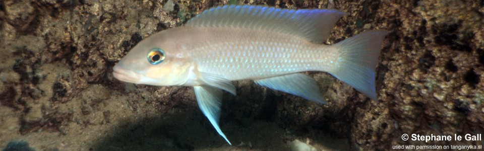 Neolamprologus mondabu 'Katabe Bay'