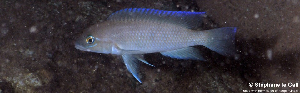 Neolamprologus mondabu 'Katonga'