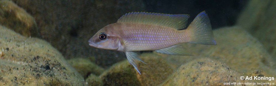 Neolamprologus mondabu 'Kibige Island'