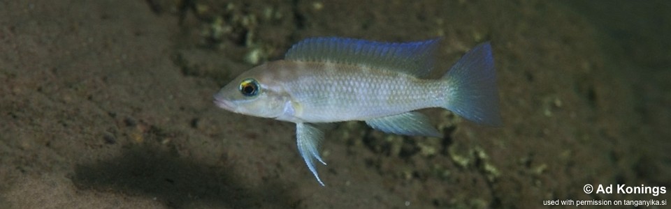 Neolamprologus mondabu 'Kigoma'