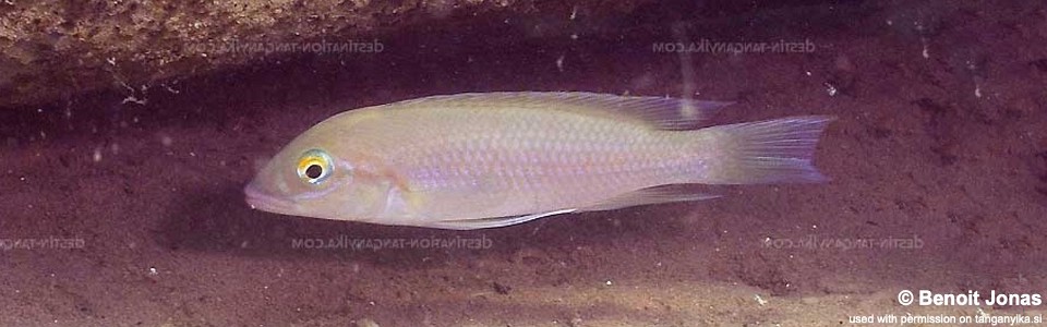 Neolamprologus mondabu 'Maswa'