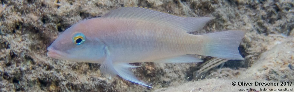 Neolamprologus mondabu 'Mawimbi'