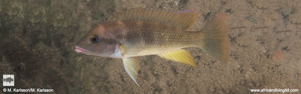 Neolamprologus mondabu 'Moyobozi'