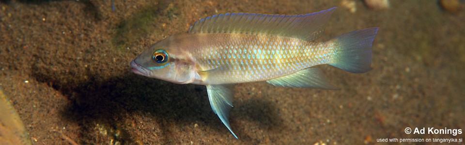 Neolamprologus mondabu 'Mucansi'