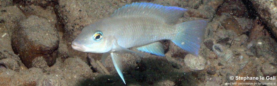 Neolamprologus mondabu 'Mzungu Beach'