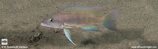 Neolamprologus mondabu 'Cape Kabogo'.jpg