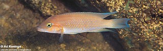 Neolamprologus mondabu 'Cape Tembwe'.jpg