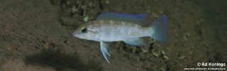 Neolamprologus mondabu 'Kigoma'.jpg