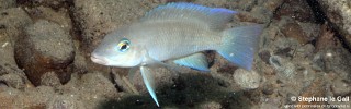 Neolamprologus mondabu 'Mzungu Beach'.jpg