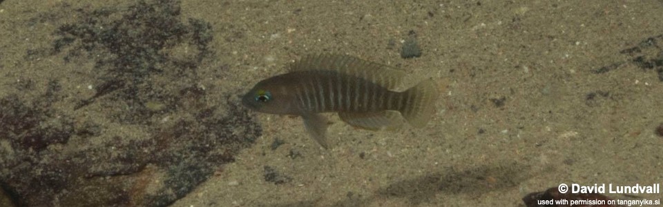 Neolamprologus multifasciatus 'Cape Chaitika'