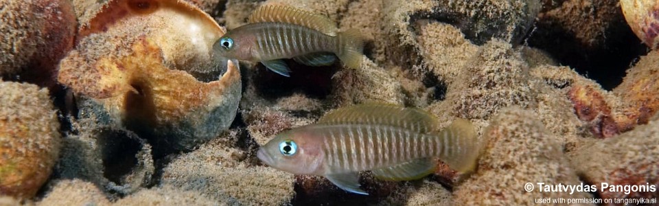 Neolamprologus multifasciatus 'Chimba'