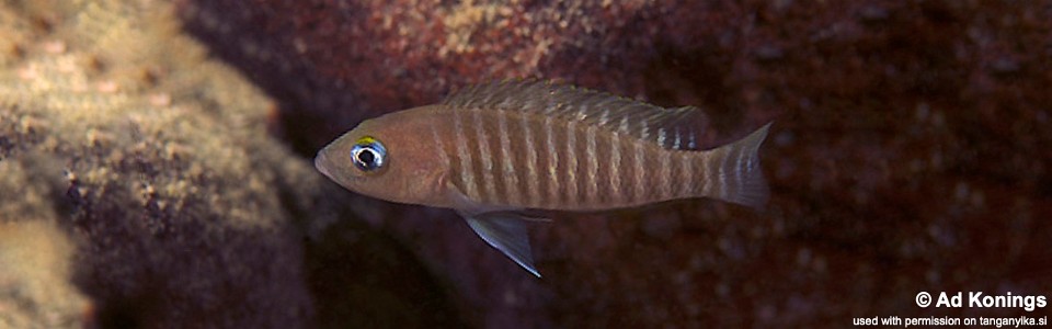 Neolamprologus multifasciatus 'Kala'