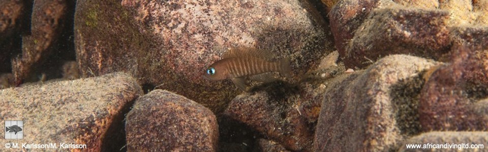 Neolamprologus multifasciatus 'Kasola Island'