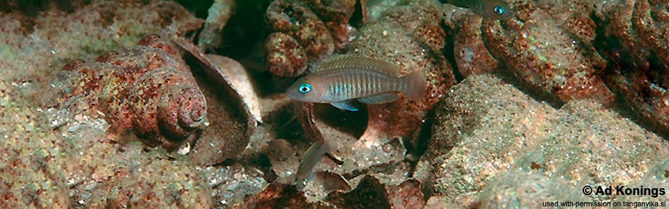 Neolamprologus multifasciatus 'Mbita Island'