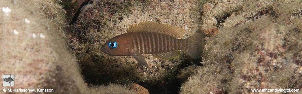 Neolamprologus multifasciatus 'Mpando Point'