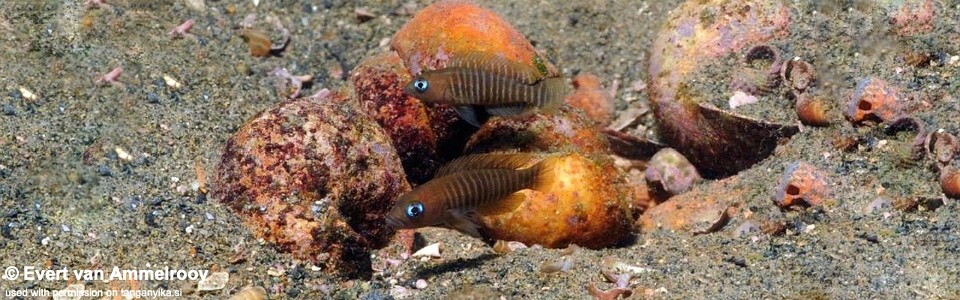 Neolamprologus multifasciatus 'Mulyma'