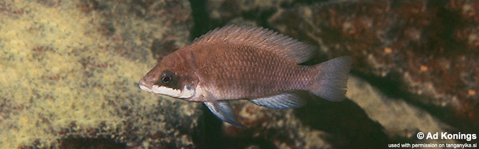 Neolamprologus mustax 'Cape Kachese'