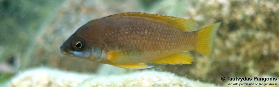 Neolamprologus mustax 'Cape Kapembwa'