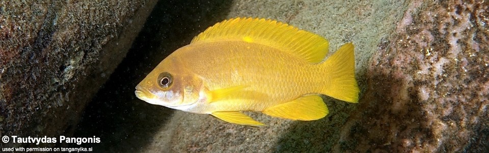 Neolamprologus mustax 'Cape Nambeyeye'