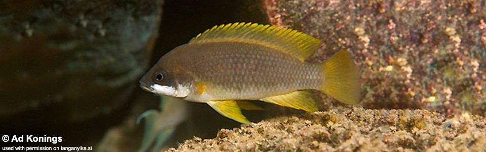 Neolamprologus mustax 'Cape Nangu'