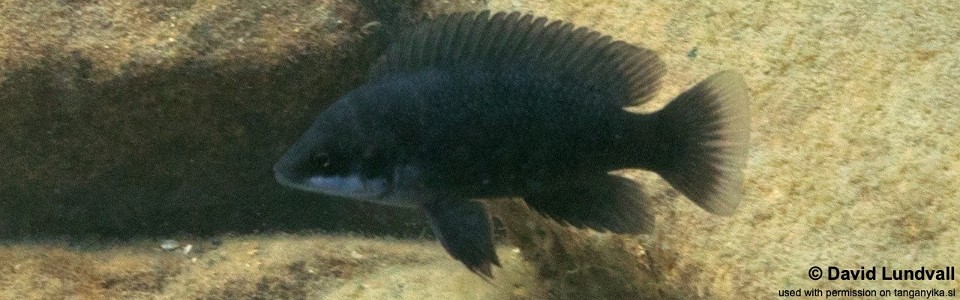 Neolamprologus mustax 'Chibwensolo'