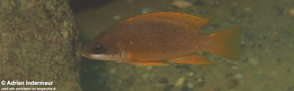 Neolamprologus mustax 'Chilanga'