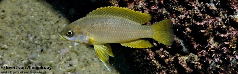 Neolamprologus mustax 'Ilangi'