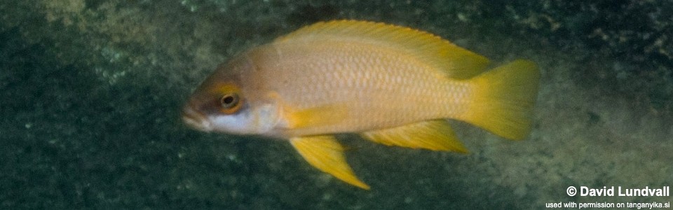 Neolamprologus mustax 'Kailawe'