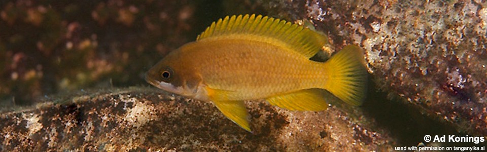 Neolamprologus mustax 'Kombe'