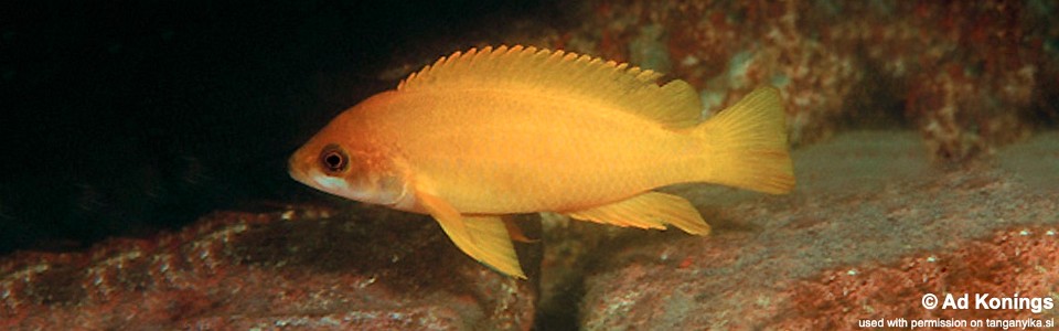 Neolamprologus mustax 'Mbita Island'