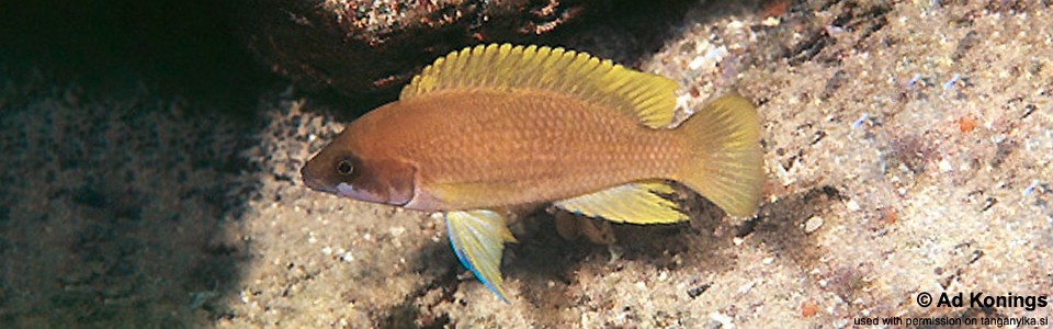 Neolamprologus mustax 'Moliro'