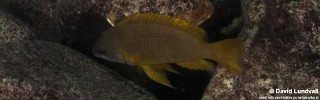 Neolamprologus mustax 'Cape Chaitika'.jpg