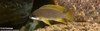 Neolamprologus mustax 'Cape Nangu'.jpg