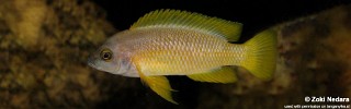 Neolamprologus mustax.jpg