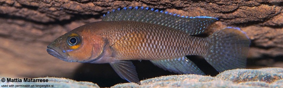 Neolamprologus niger 'Jakobsen's Beach'