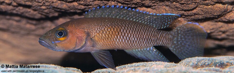 Neolamprologus niger 'Jakobsen's Beach'