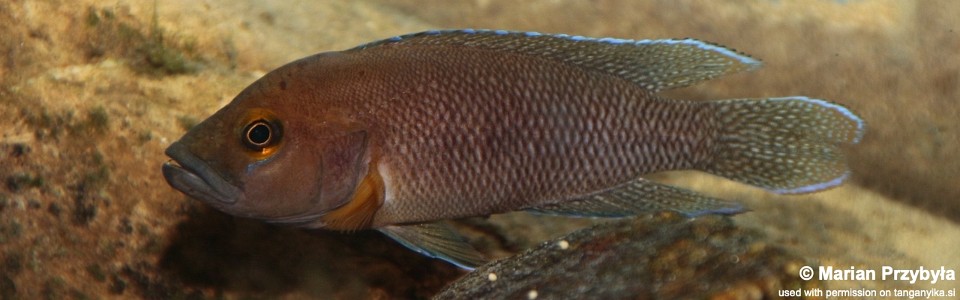 Neolamprologus niger 'Kiriza'