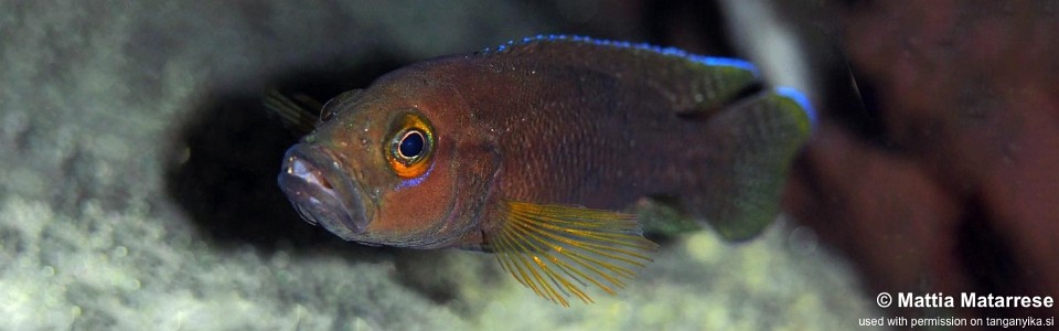 Neolamprologus niger 'Luagala Point'