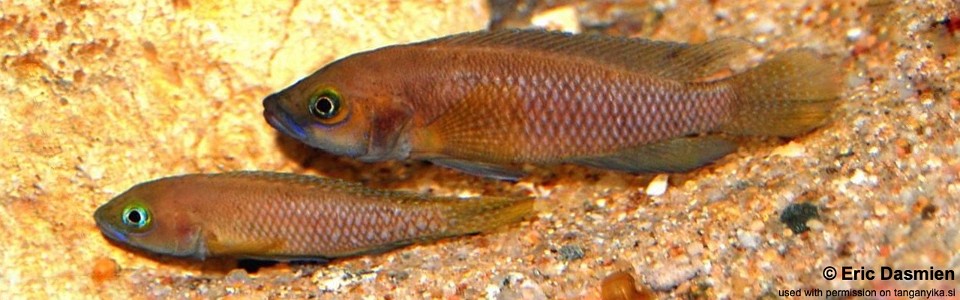 Neolamprologus niger 'Luhanga'