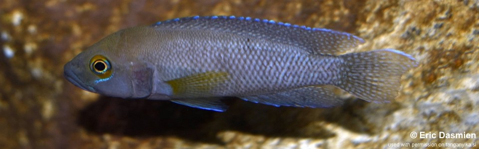 Neolamprologus niger 'Muzimu'