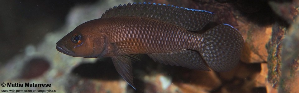 Neolamprologus niger 'Nondwa Point'