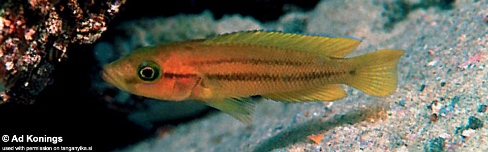 Neolamprologus niger 'Sibwesa'