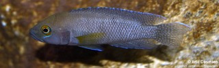 Neolamprologus niger 'Muzimu'.jpg