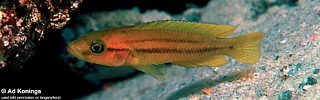 Neolamprologus niger 'Sibwesa'.jpg