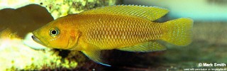 Neolamprologus niger.jpg