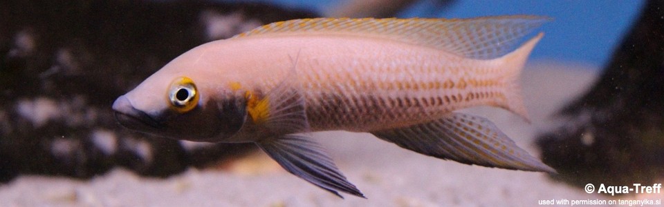 Neolamprologus nigriventris (unknown locality)