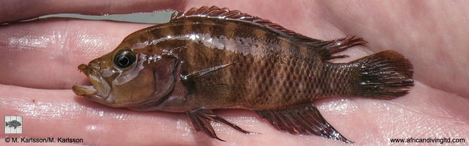 Neolamprologus obscurus 'Kambwimba'