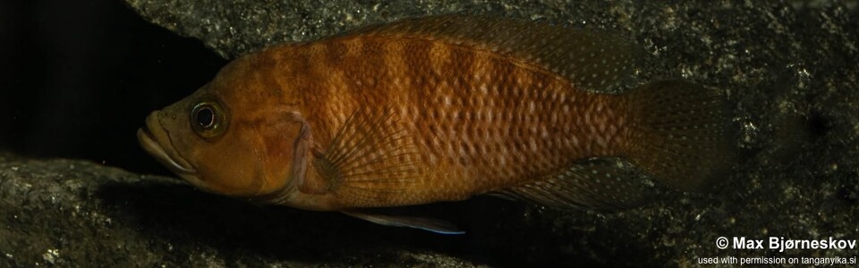 Neolamprologus obscurus 'Kantalamba'