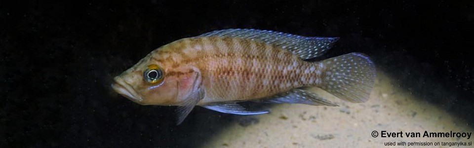 Neolamprologus obscurus 'Kasenga'