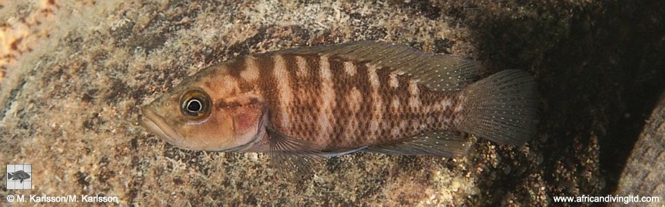 Neolamprologus obscurus 'Kitawe'